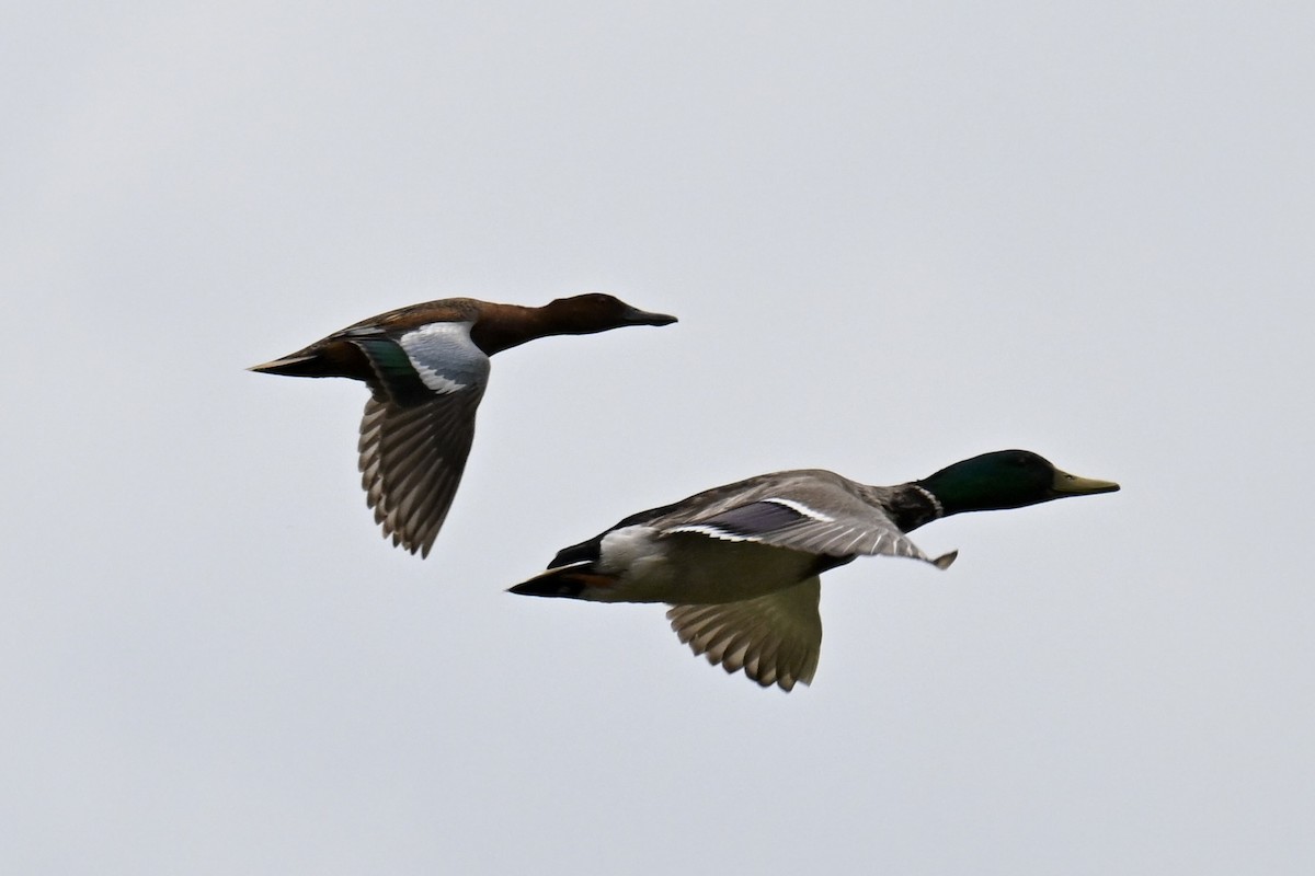 Cinnamon Teal - ML638097464