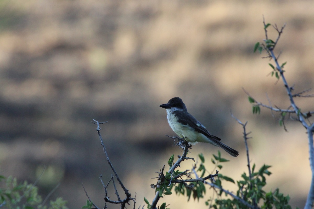 Thick-billed Kingbird - ML638097516