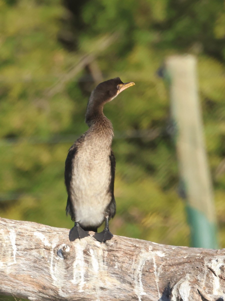 Reed Cormorant - ML638097522