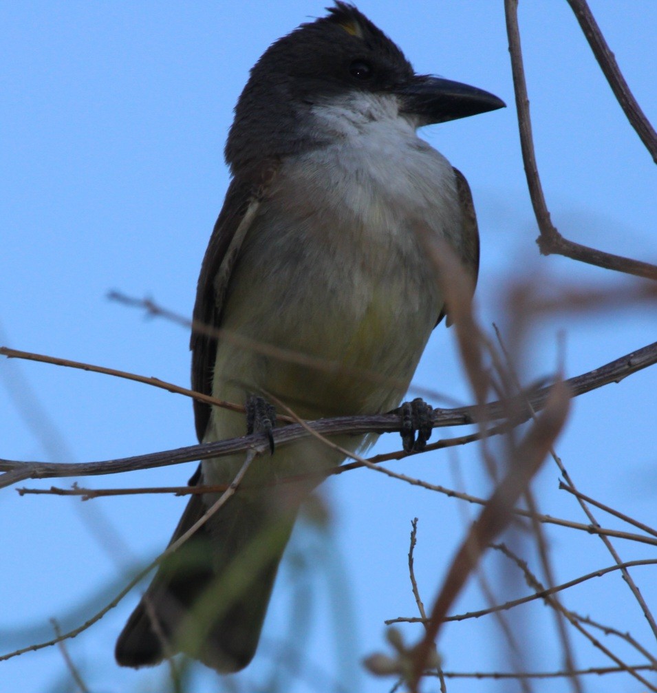 Thick-billed Kingbird - ML638097528