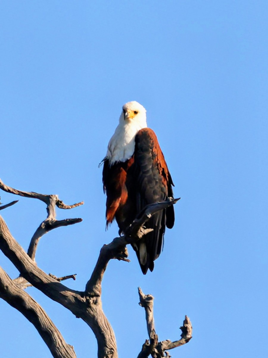 African Fish-Eagle - ML638097529