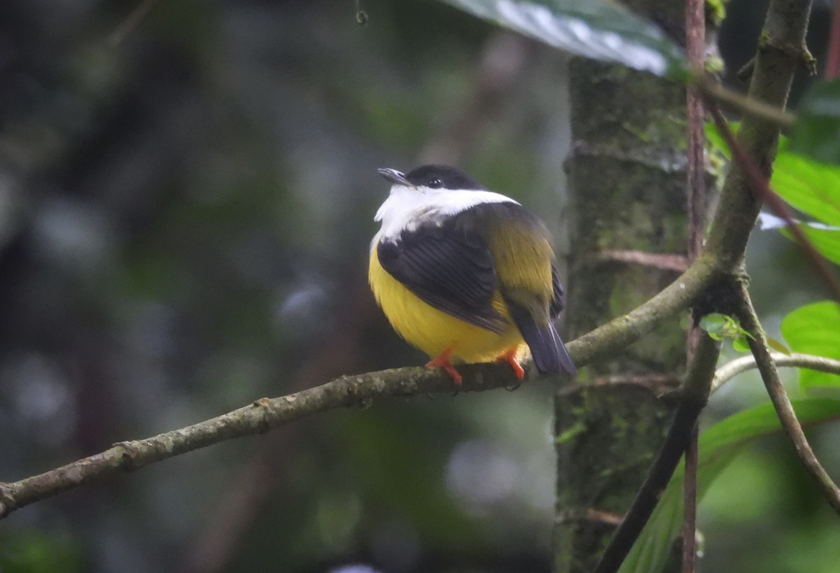White-collared Manakin - ML638097536
