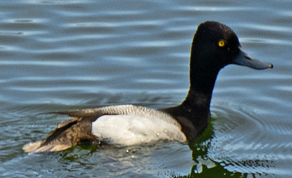 Lesser Scaup - ML638097546