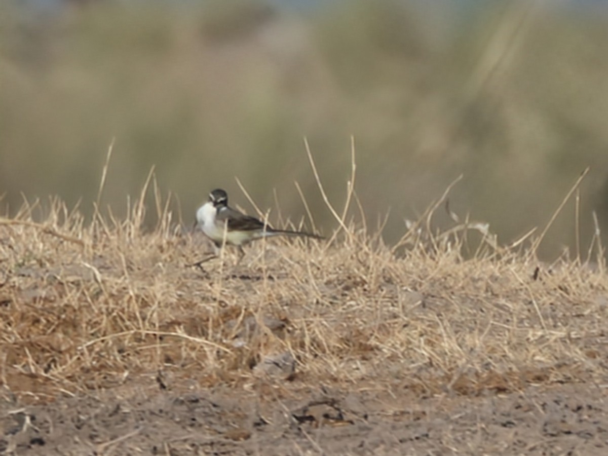 Cape Wagtail - ML638097559