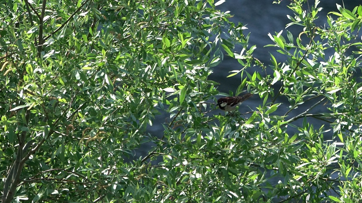 Italian Sparrow - ML638097575
