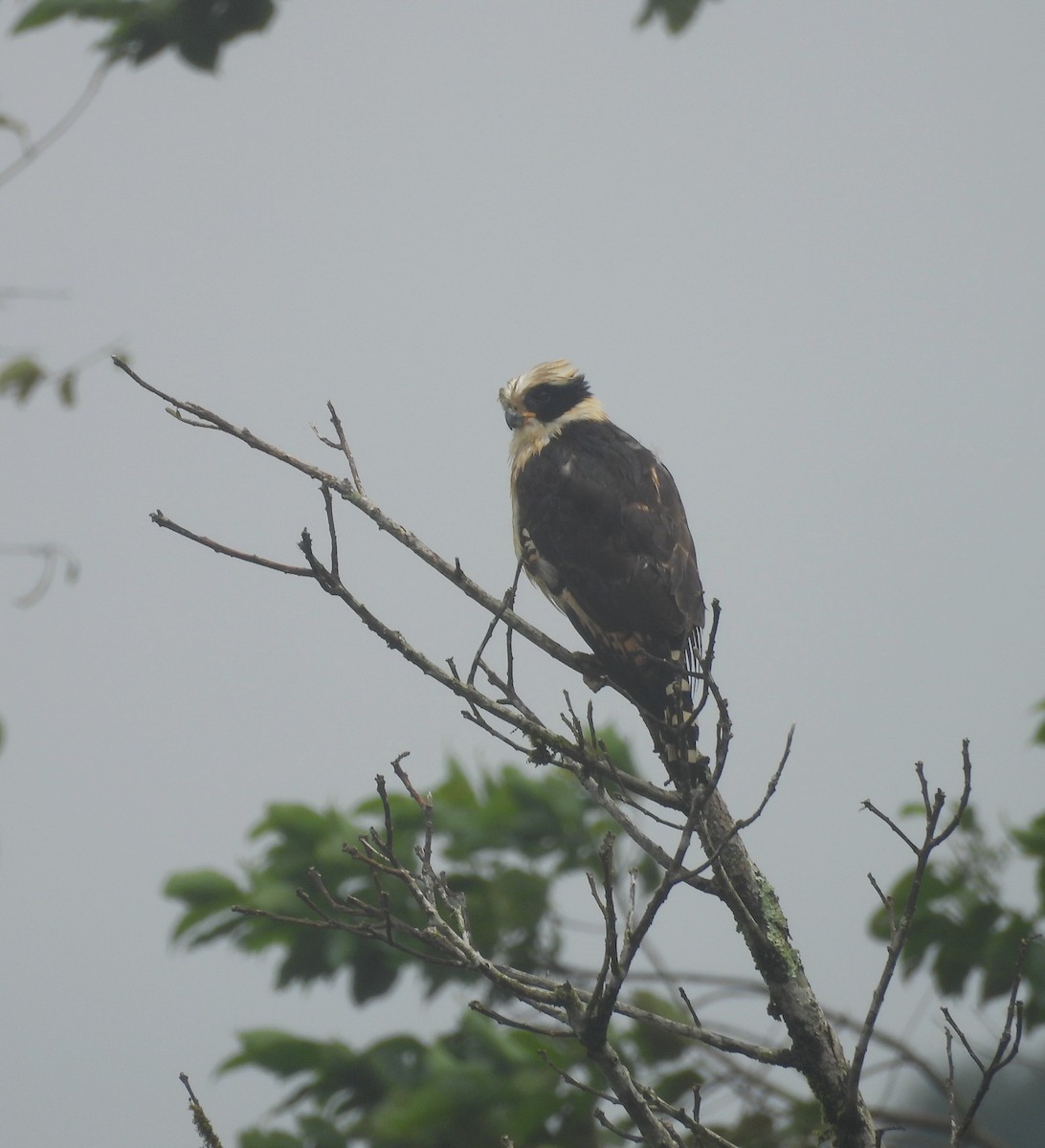 Laughing Falcon - ML638097596