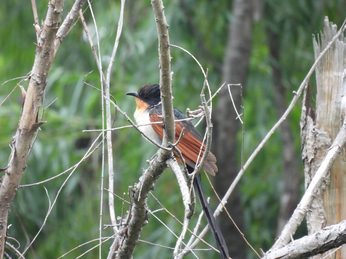 Chestnut-winged Cuckoo - ML638097600