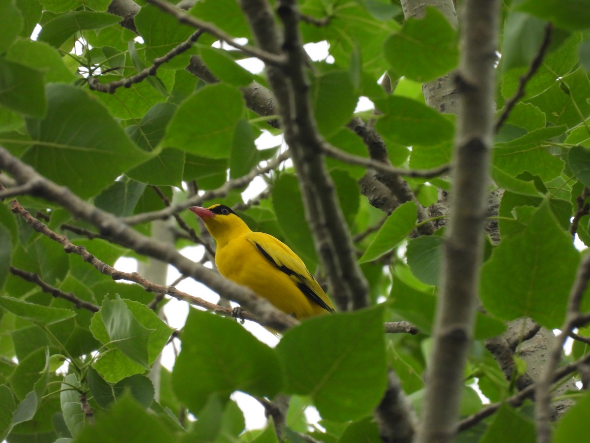 Black-naped Oriole - ML638097633