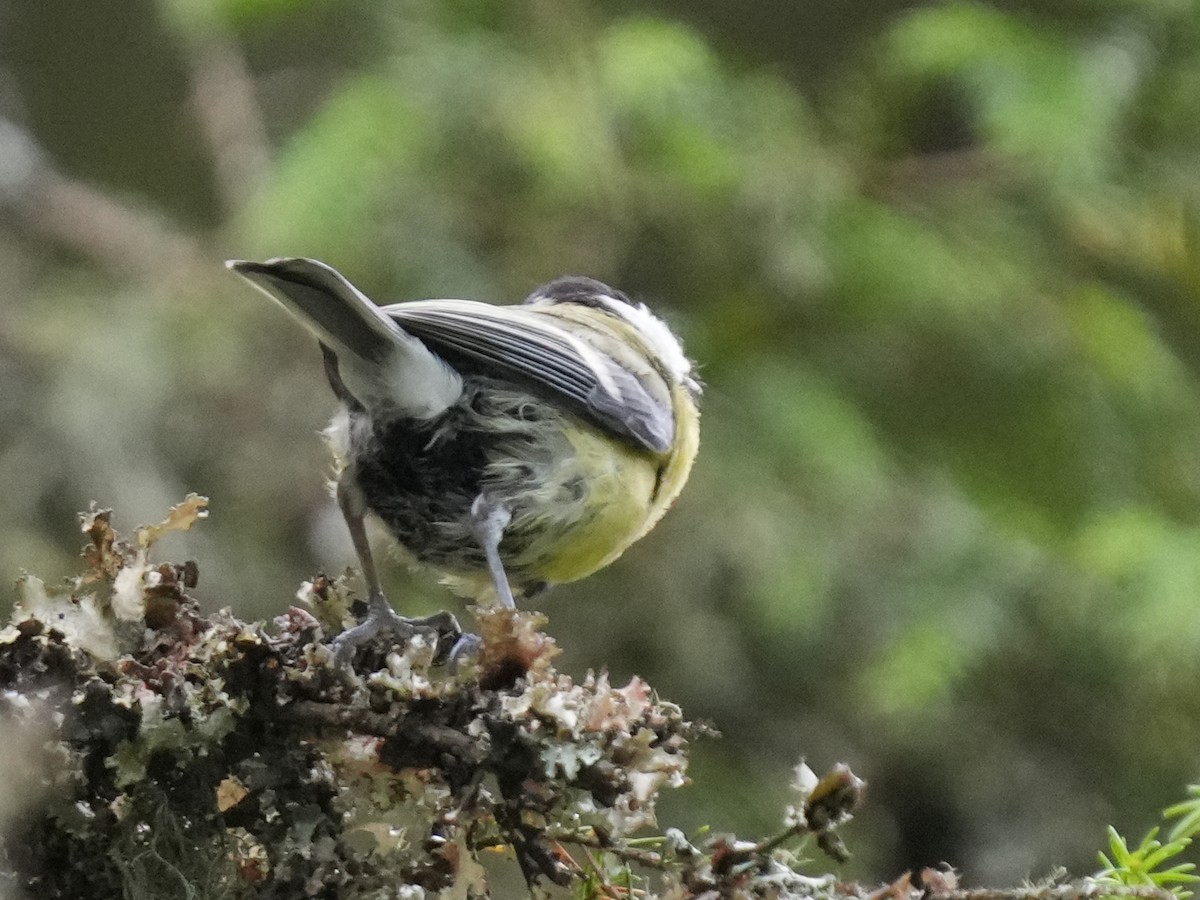 Great Tit (Great) - ML638097638