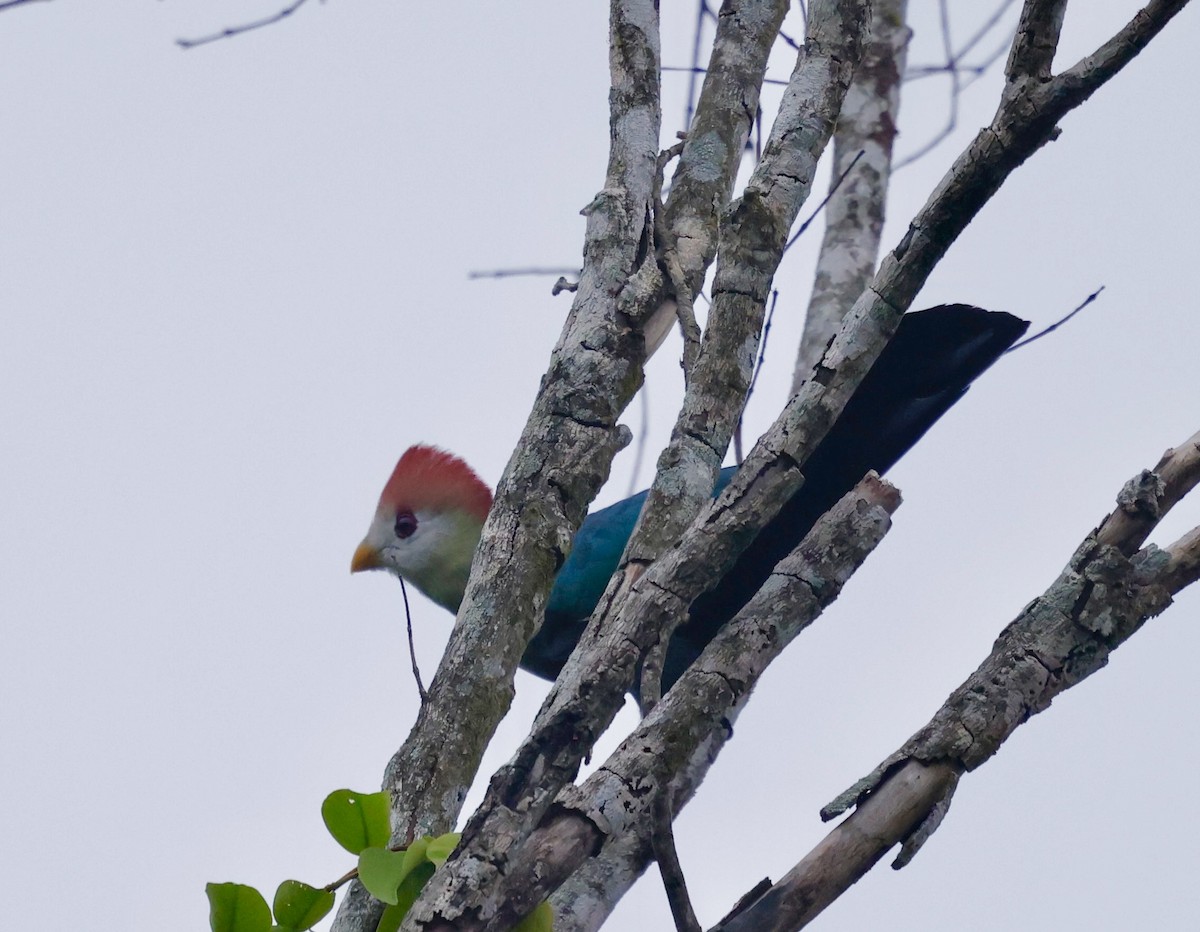 Red-crested Turaco - ML638097639