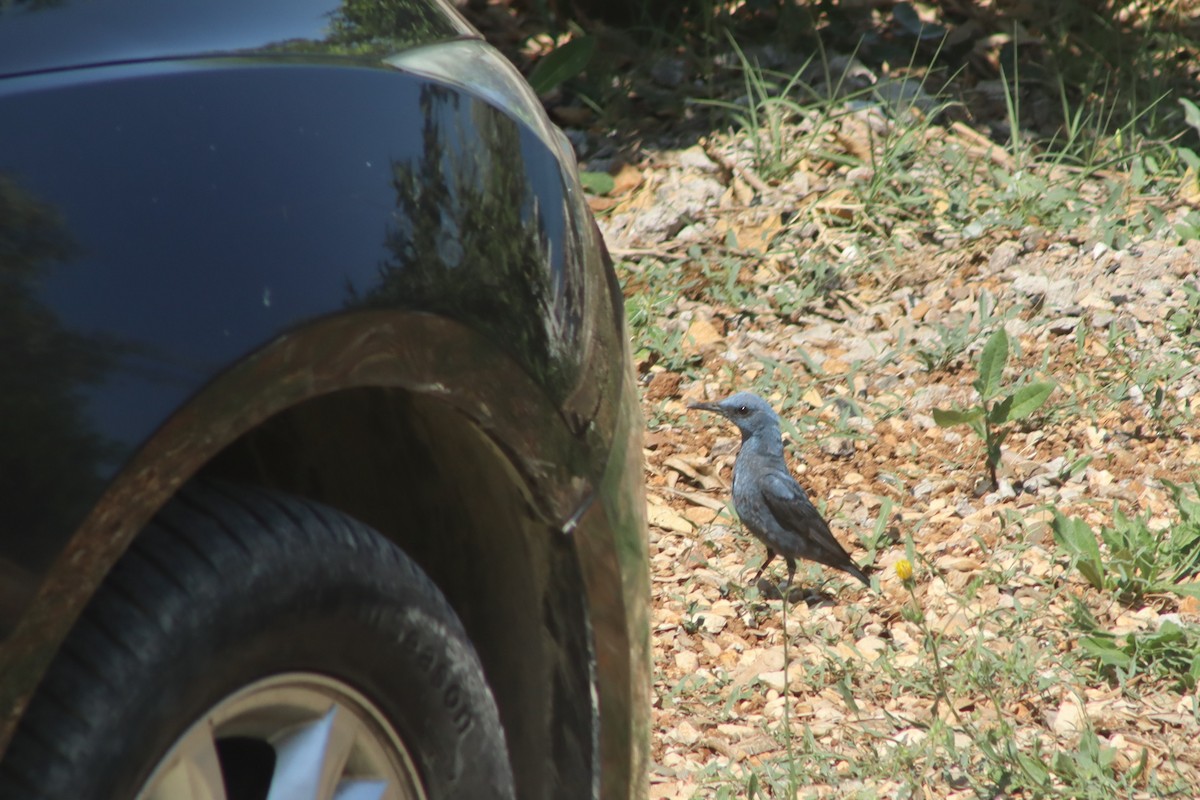 Цэнхэр жижир - ML638097653