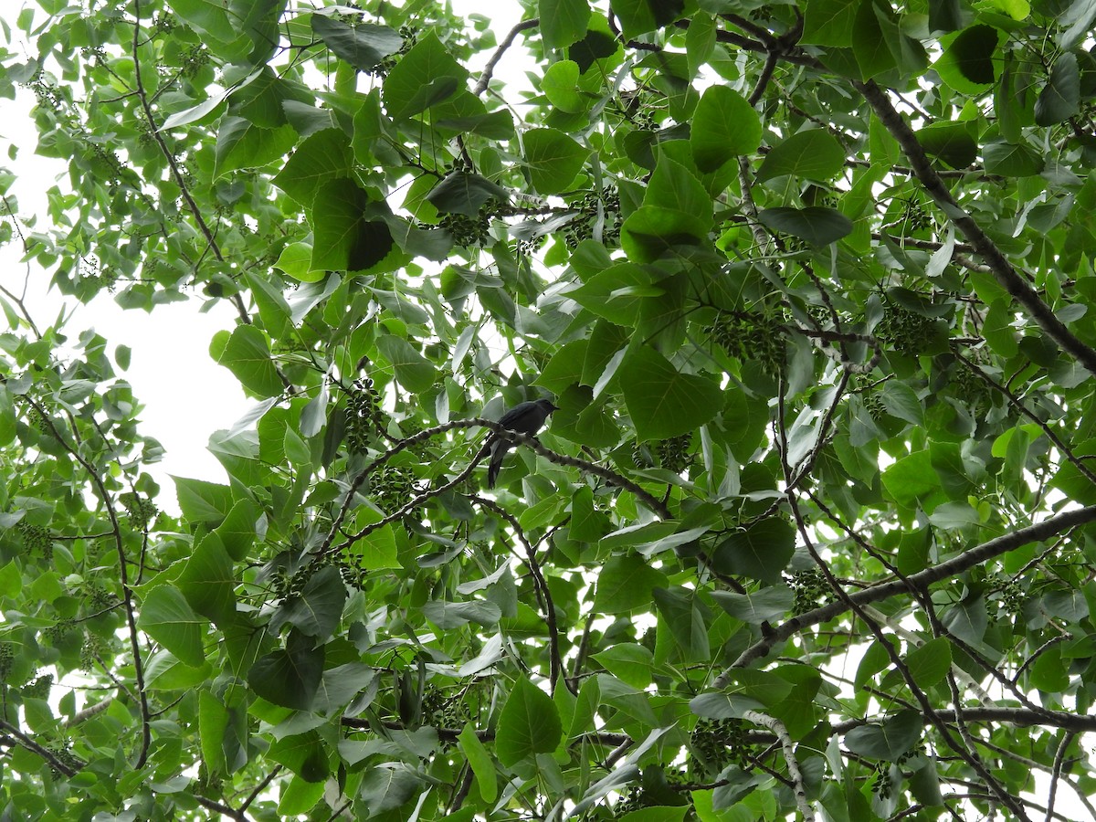 Black-winged Cuckooshrike - ML638097654