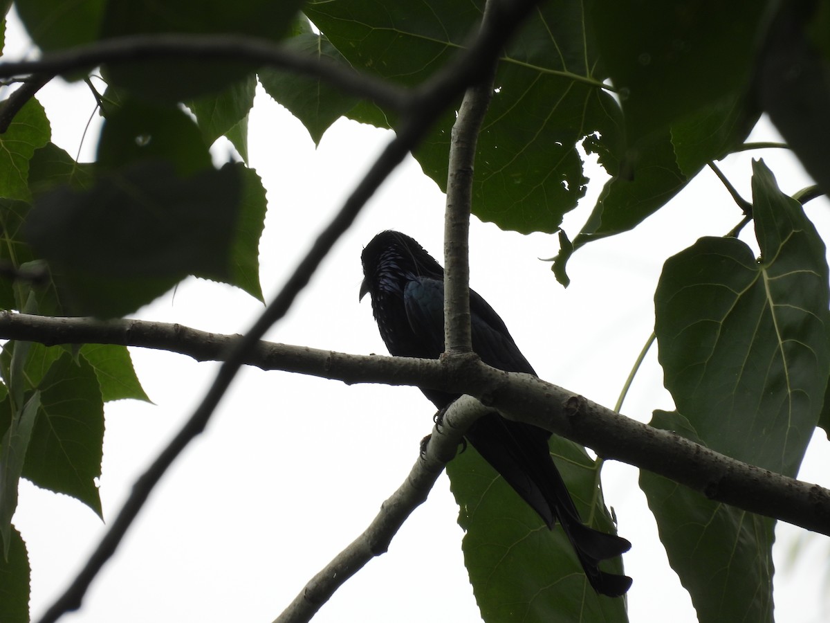 Hair-crested Drongo - ML638097669