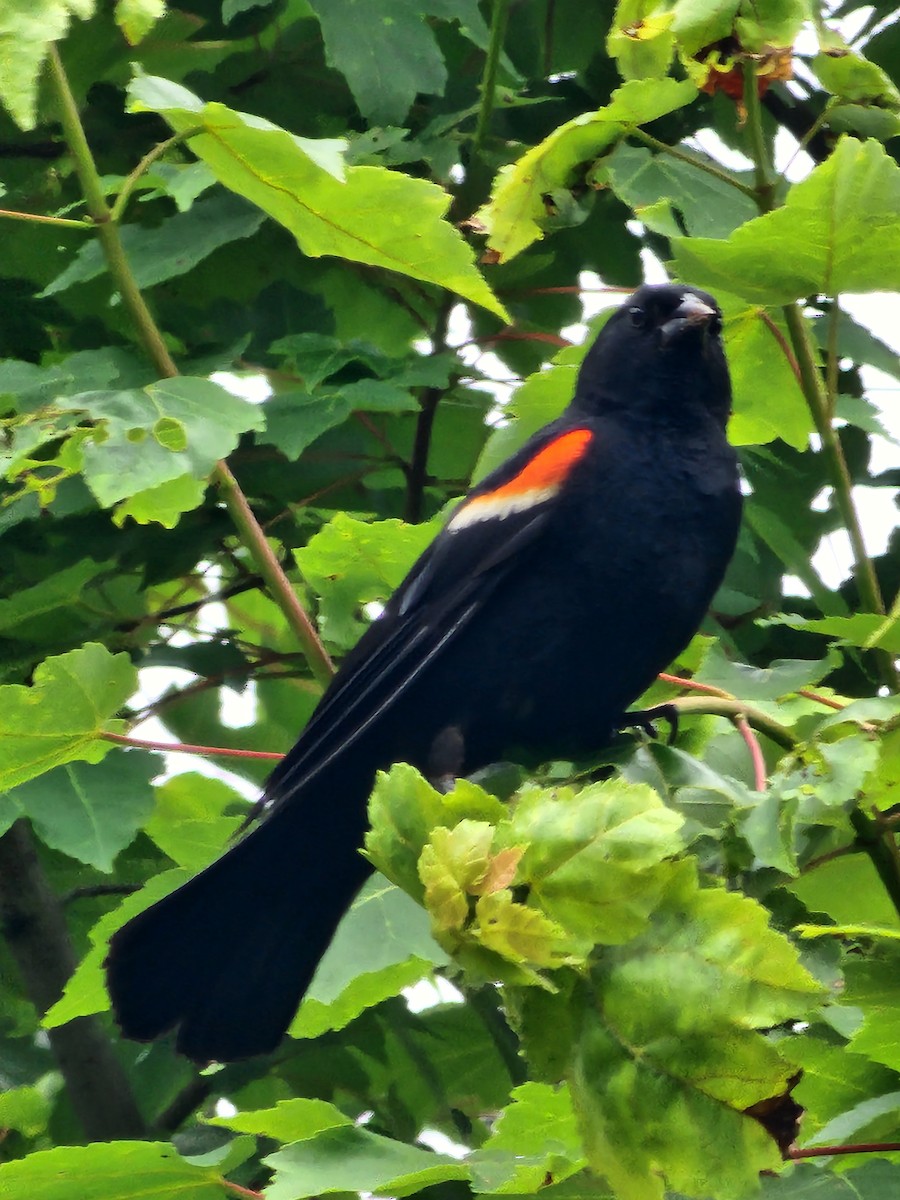Red-winged Blackbird - ML638097677