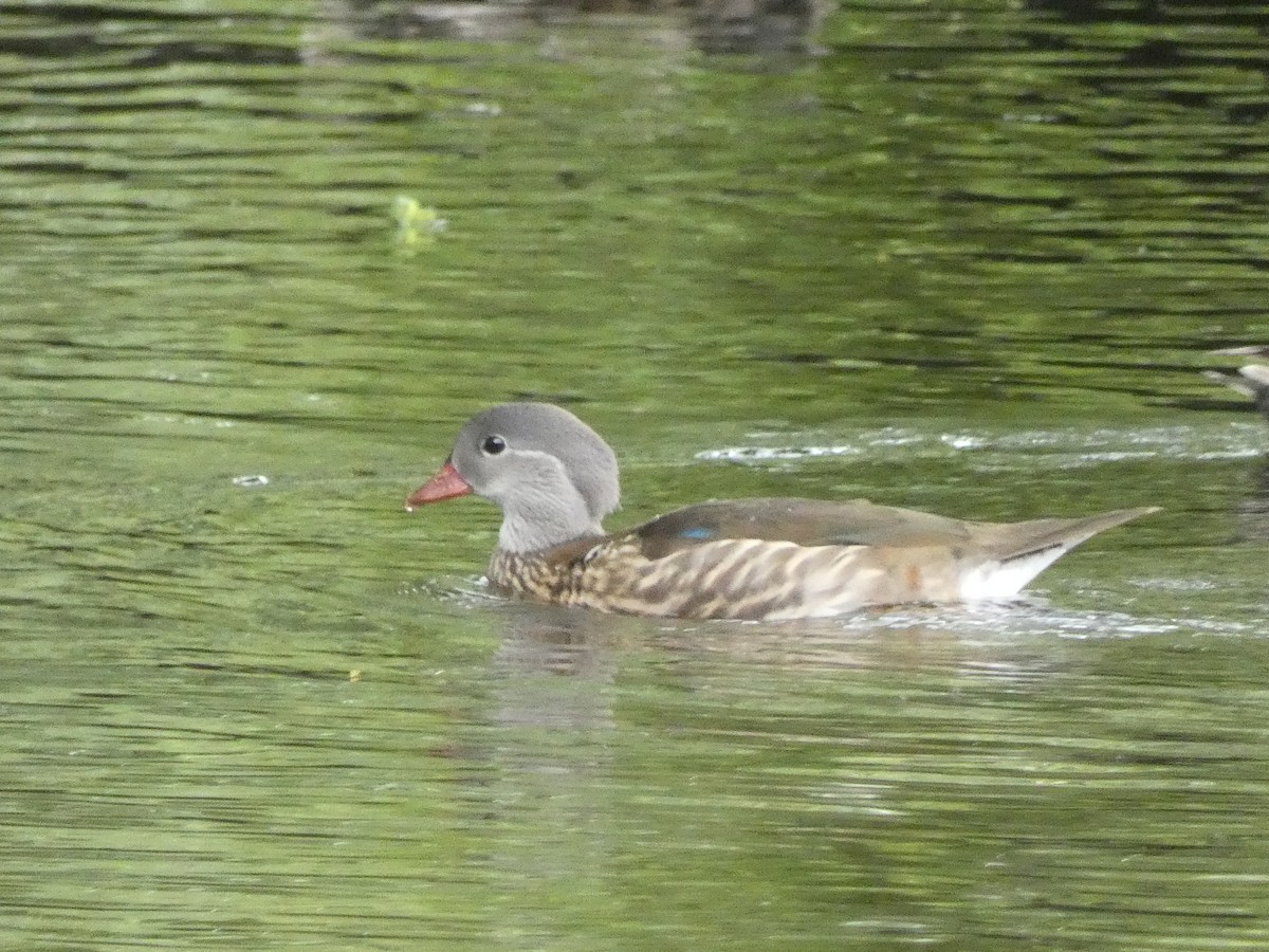 Mandarin Duck - ML638097678