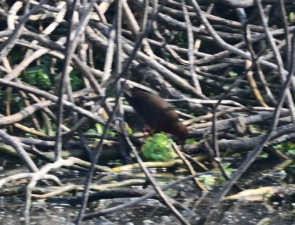 Zimtsumpfhuhn - ML638097684