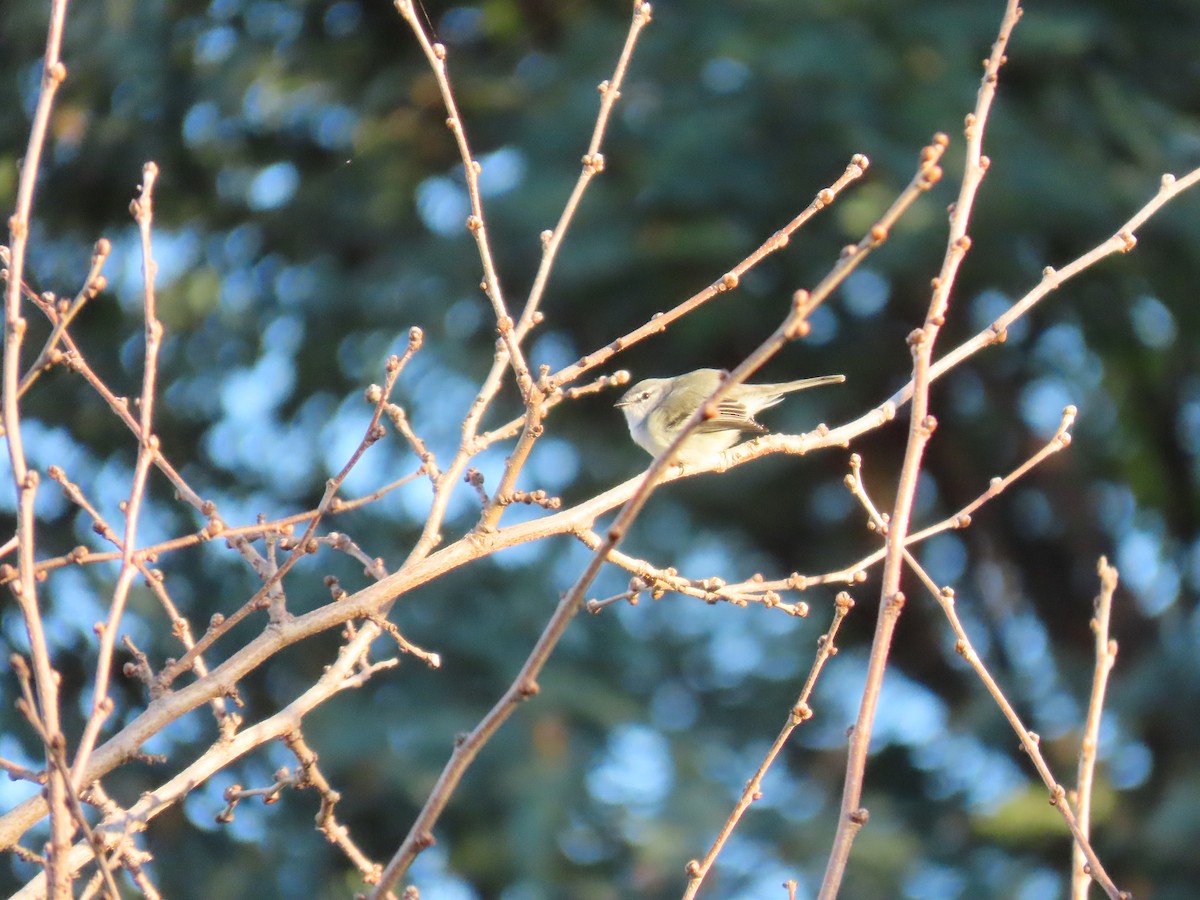 Sooty Tyrannulet - ML638097686