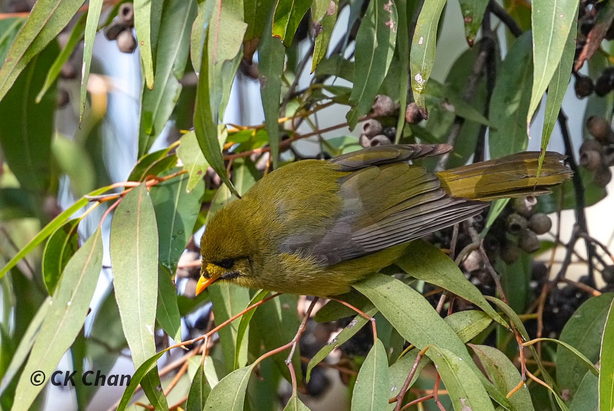 Bell Miner - ML638097687
