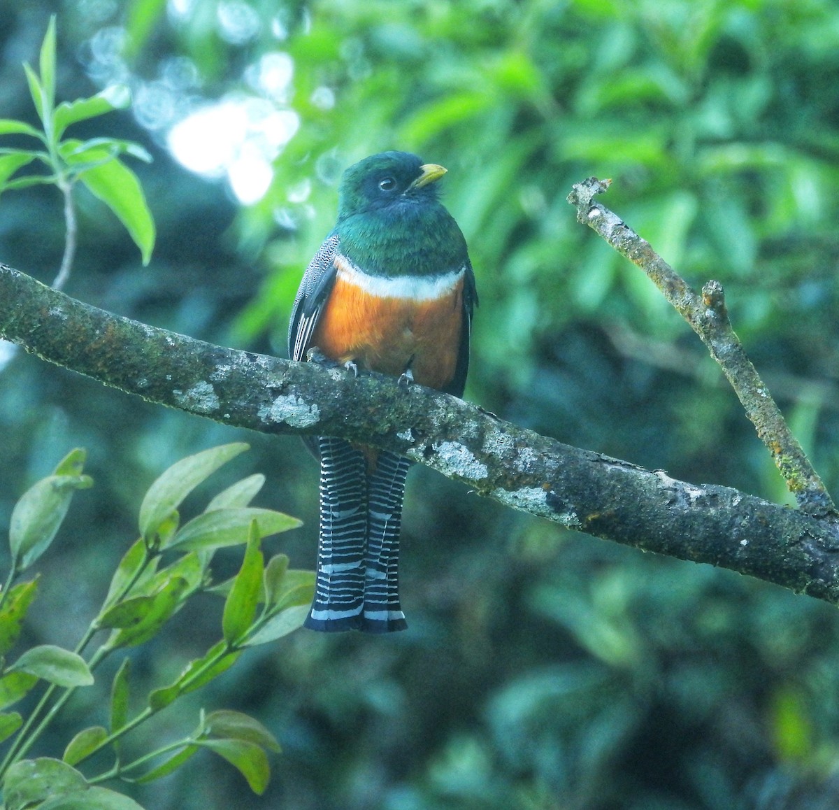 Collared Trogon (Orange-bellied) - ML638097704