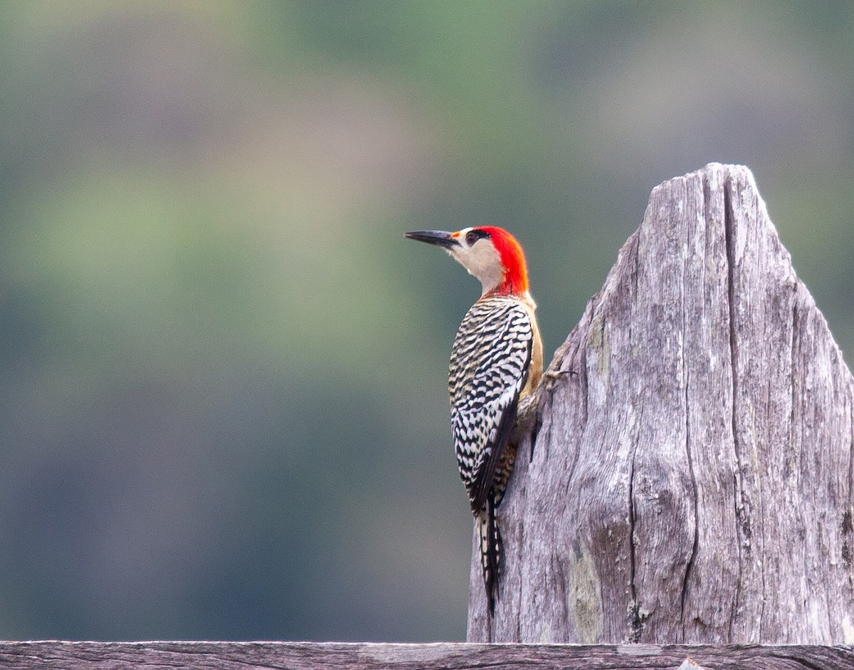 West Indian Woodpecker - ML638097710
