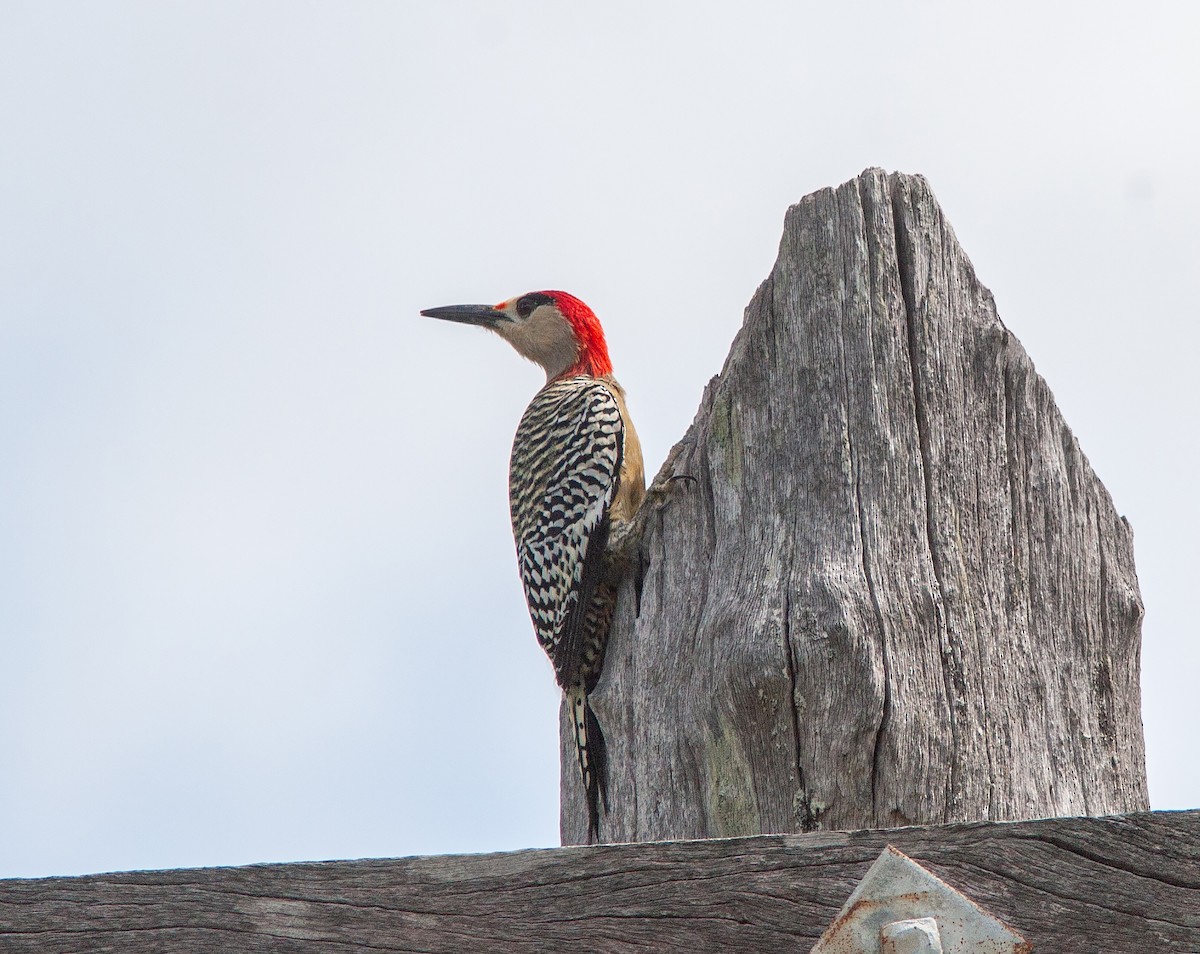 West Indian Woodpecker - ML638097712