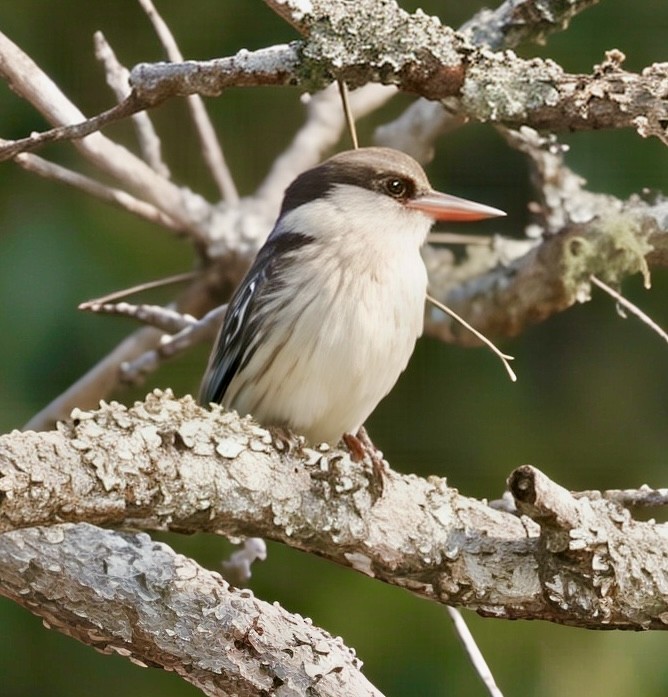 Striped Kingfisher - ML638097726