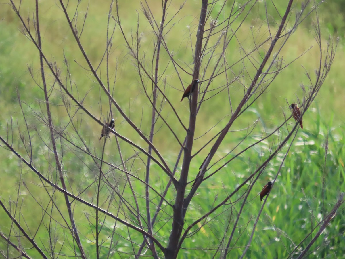 Chestnut Munia - ML638097738