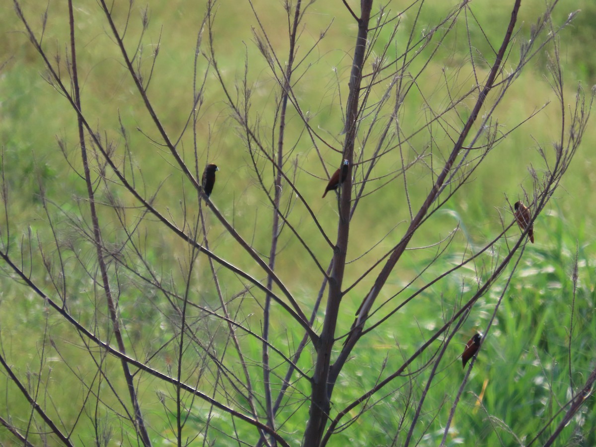 Chestnut Munia - ML638097739