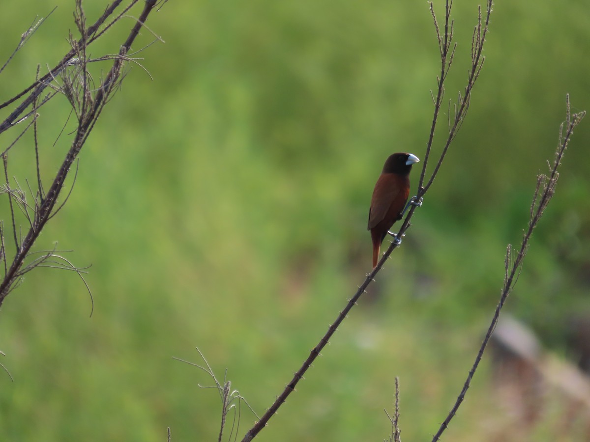 Chestnut Munia - ML638097755