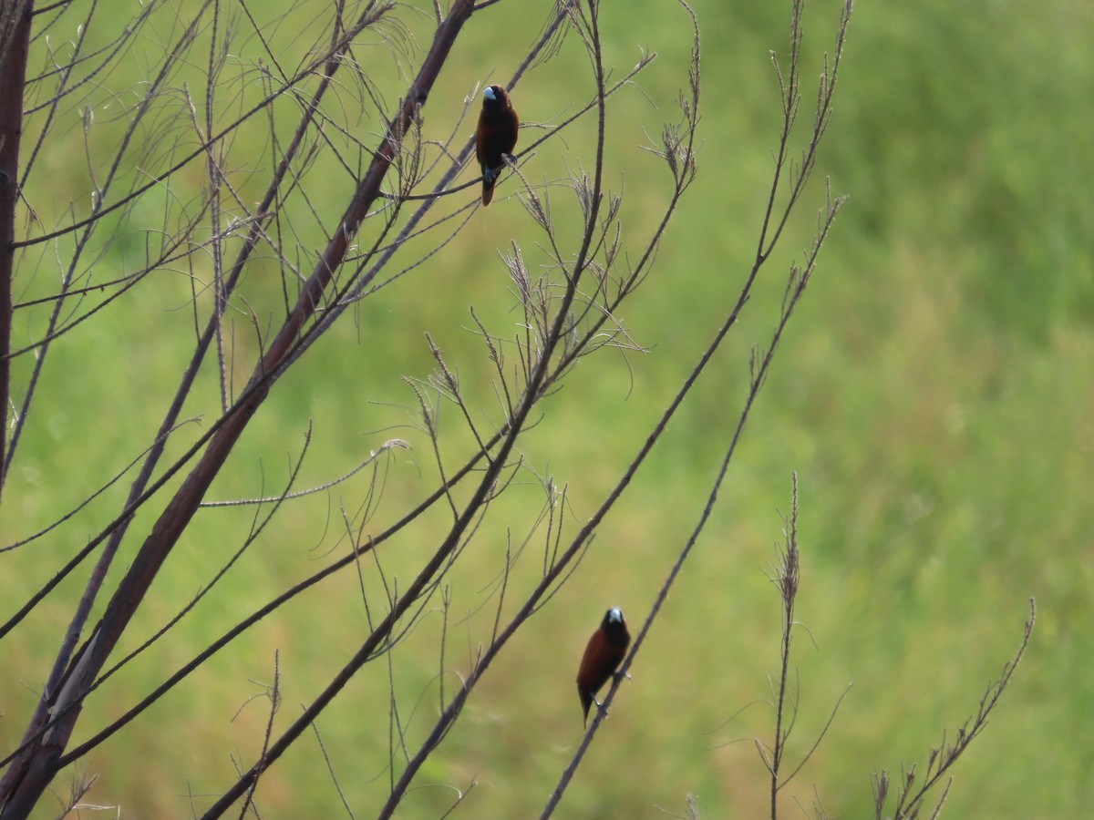 Chestnut Munia - ML638097757