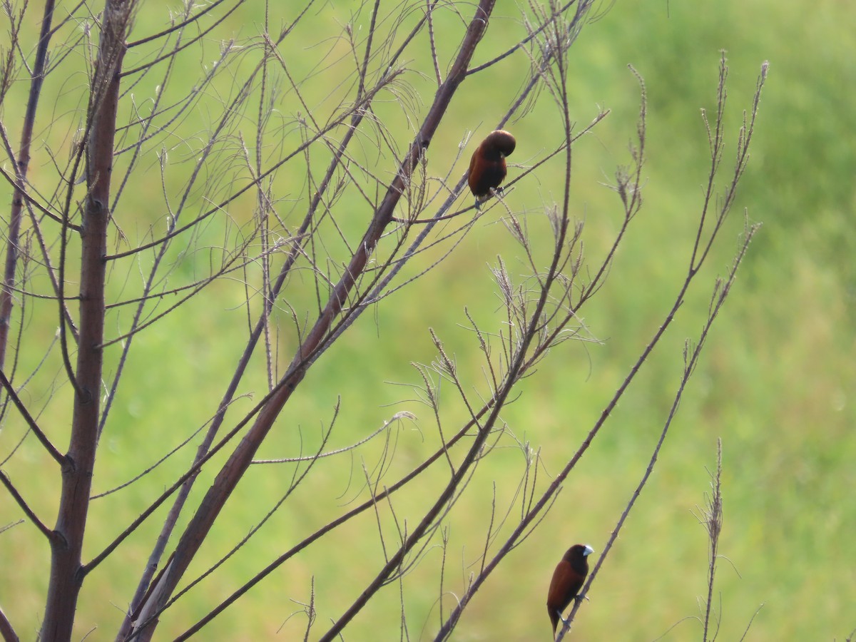Chestnut Munia - ML638097758