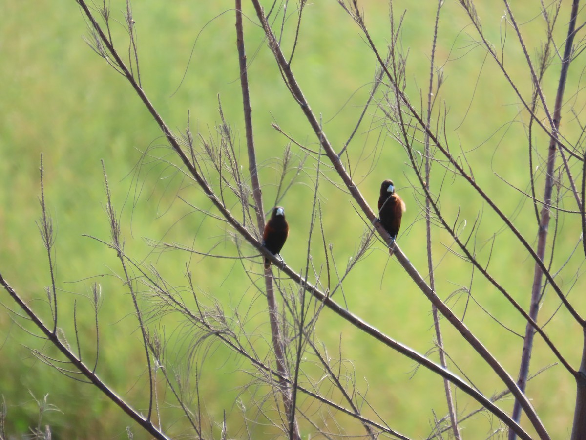 Chestnut Munia - ML638097759