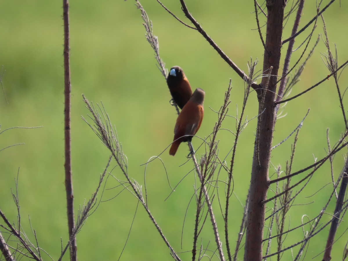Chestnut Munia - ML638097761