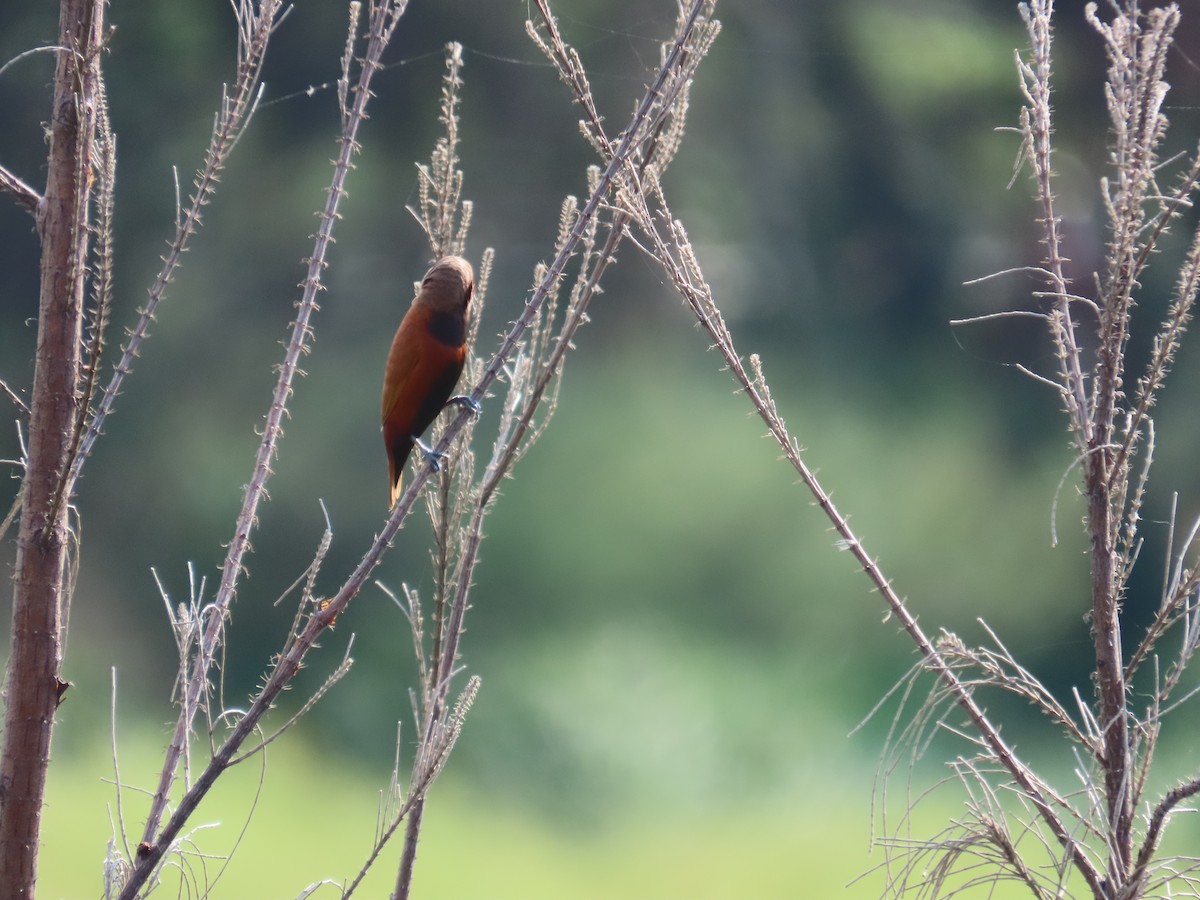 Chestnut Munia - ML638097762