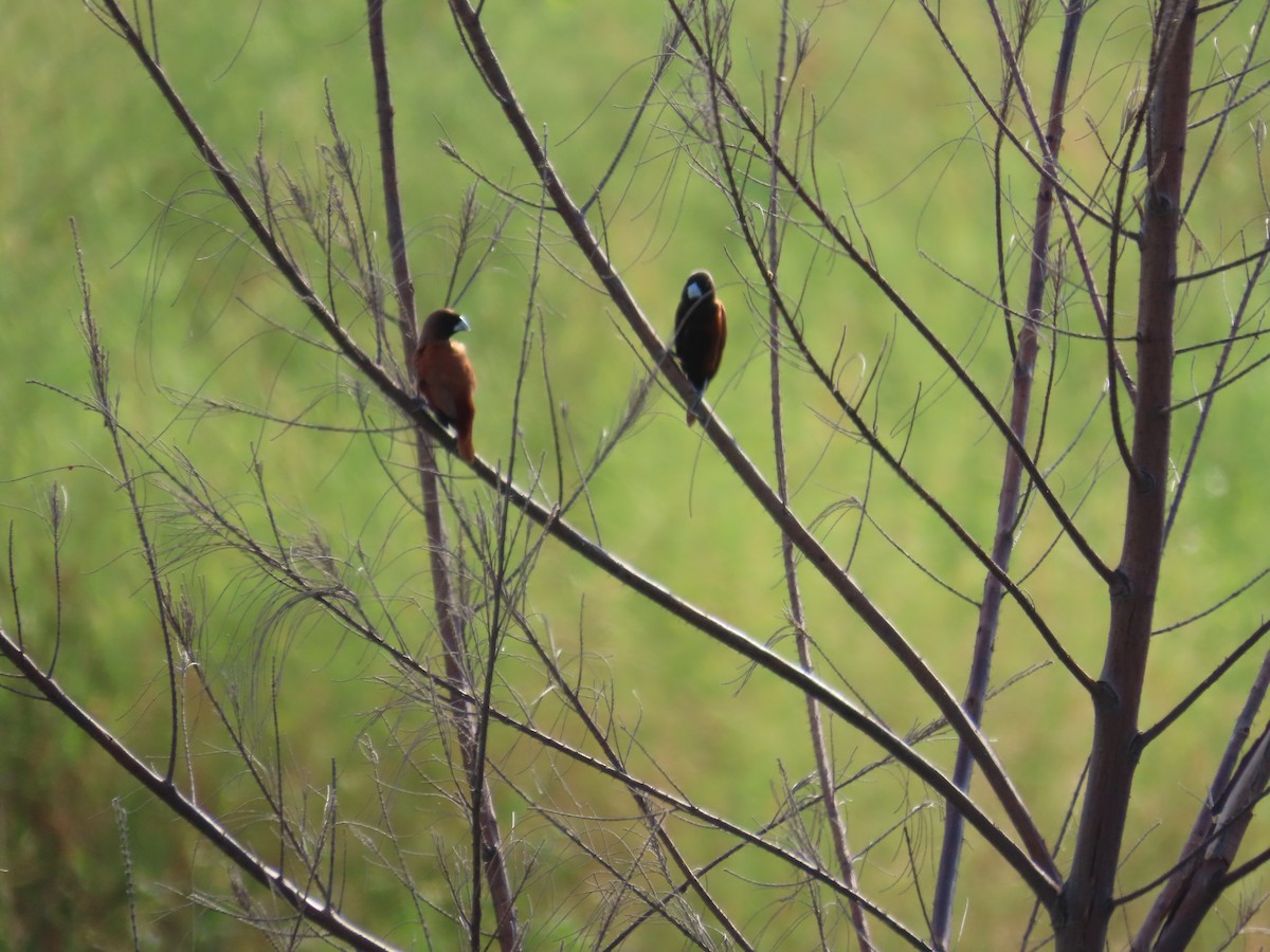 Chestnut Munia - ML638097763