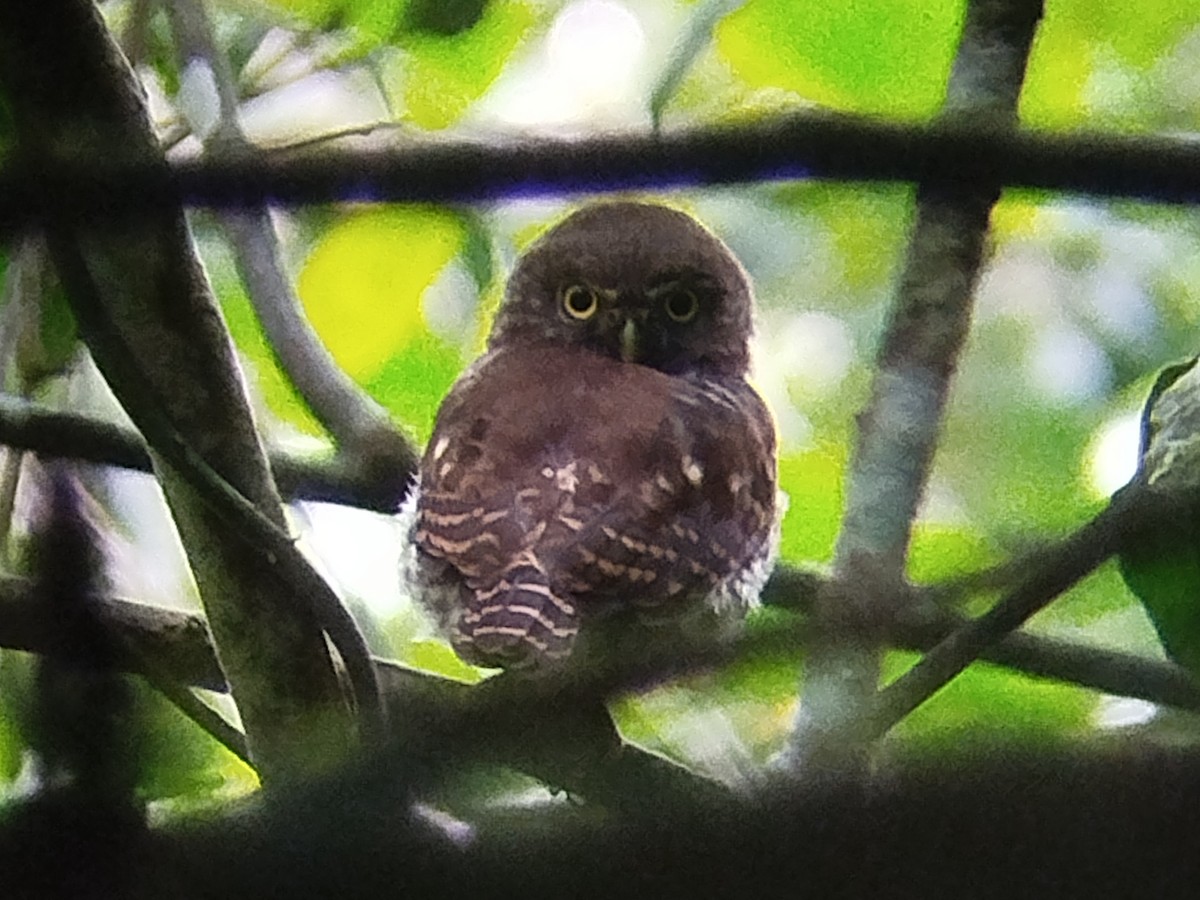 Collared Owlet - ML638097766