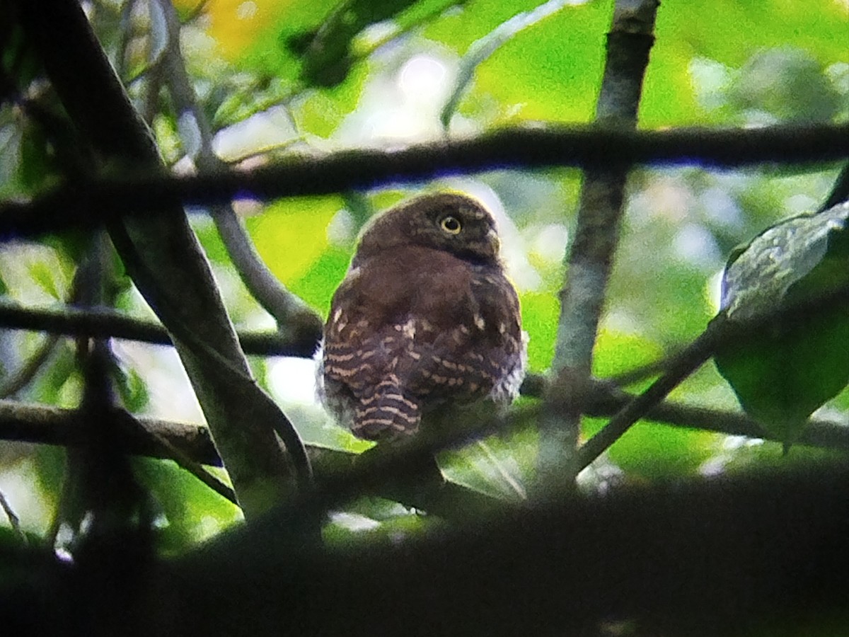 Collared Owlet - ML638097767
