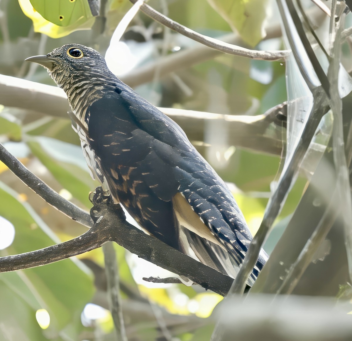 Dusky Long-tailed Cuckoo - ML638097770
