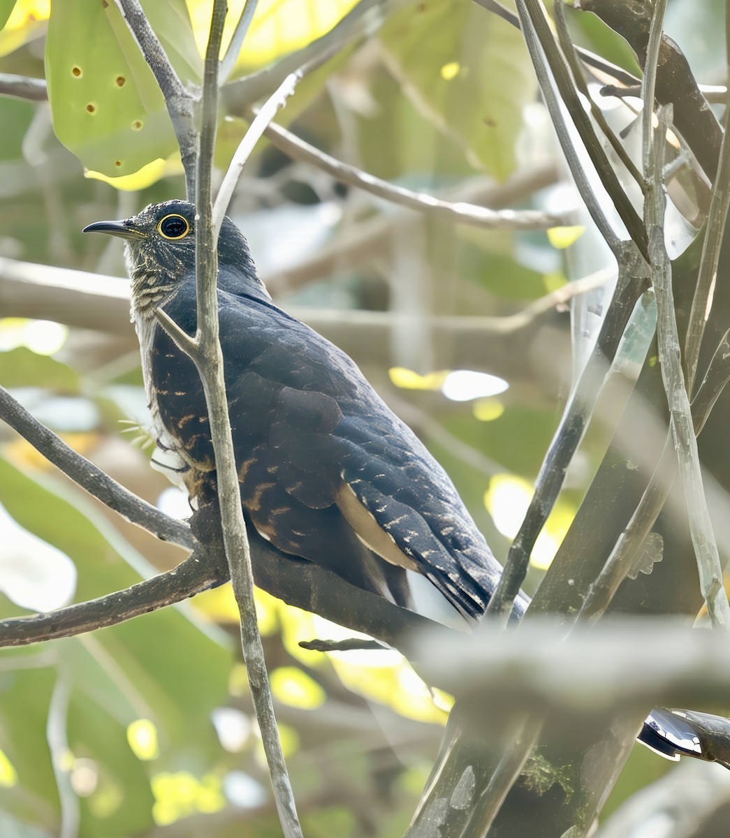 Dusky Long-tailed Cuckoo - ML638097771