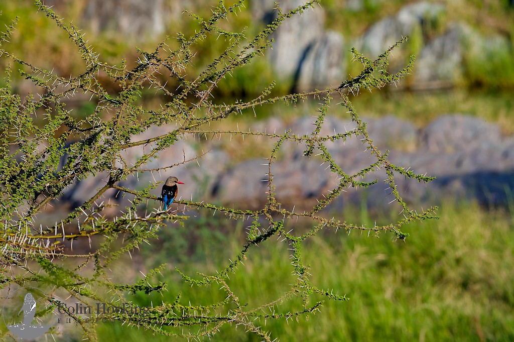 Gray-headed Kingfisher - ML638097787