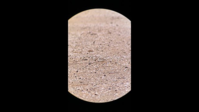 Pluvier siffleur - ML638097788