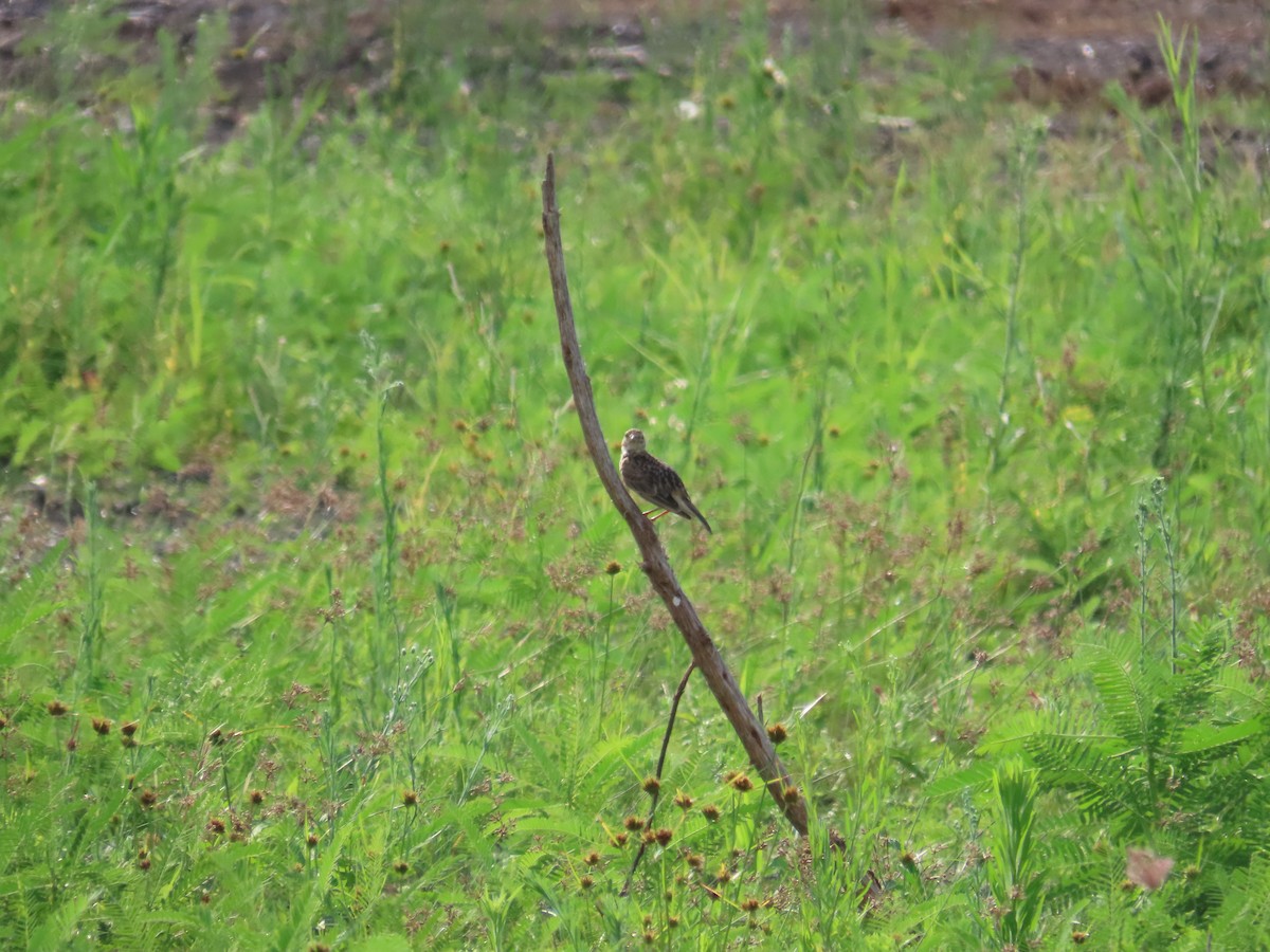 Oriental Skylark - ML638097791