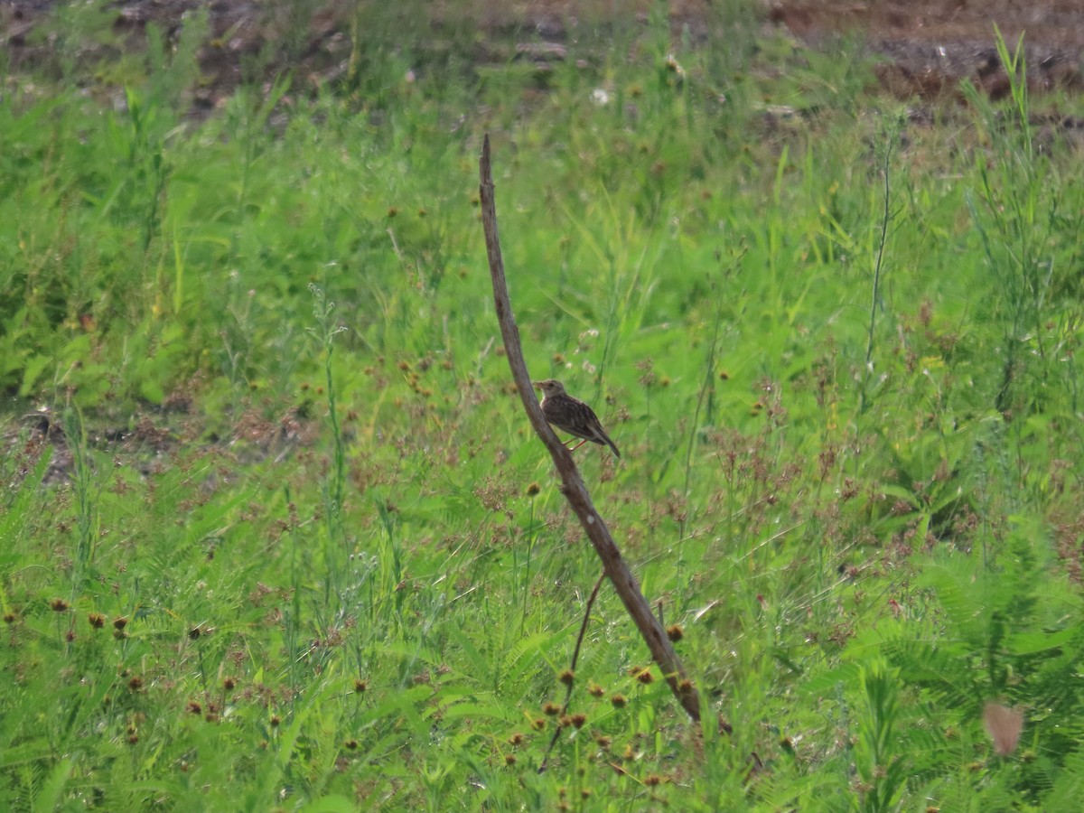 Oriental Skylark - ML638097792