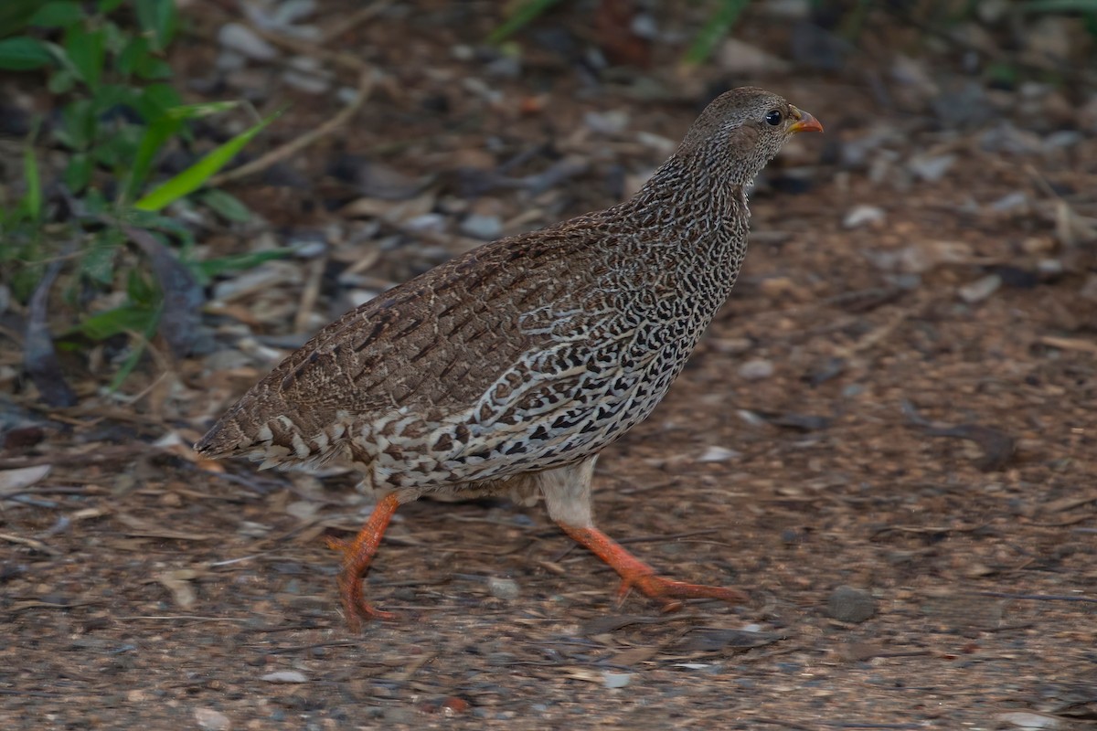 frankolín natalský - ML638097795