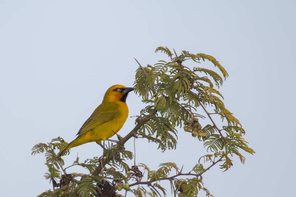 Spectacled Weaver - ML638097812