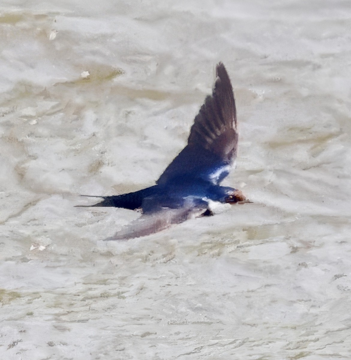 White-throated Swallow - ML638097833