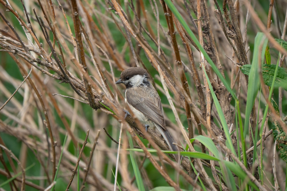 Willow Tit (Songar) - ML638097873