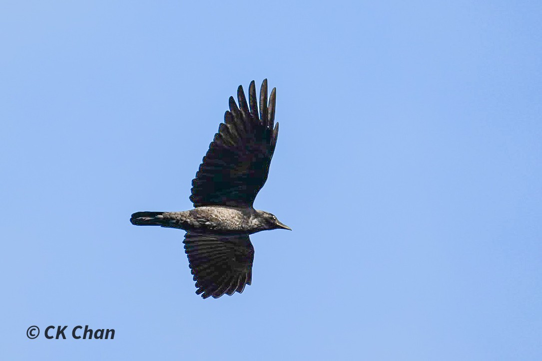 Little Raven - ML638097888