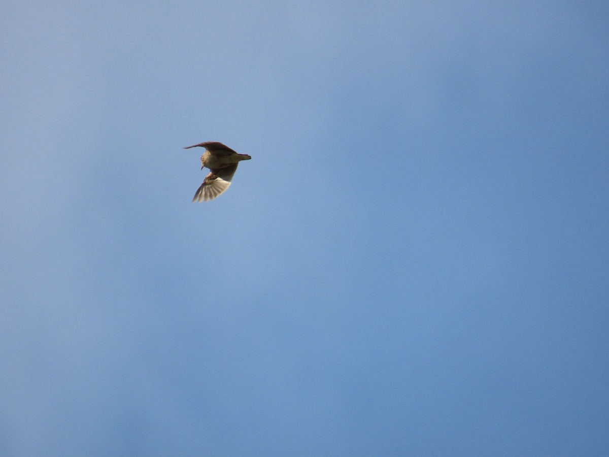 Oriental Skylark - ML638097902