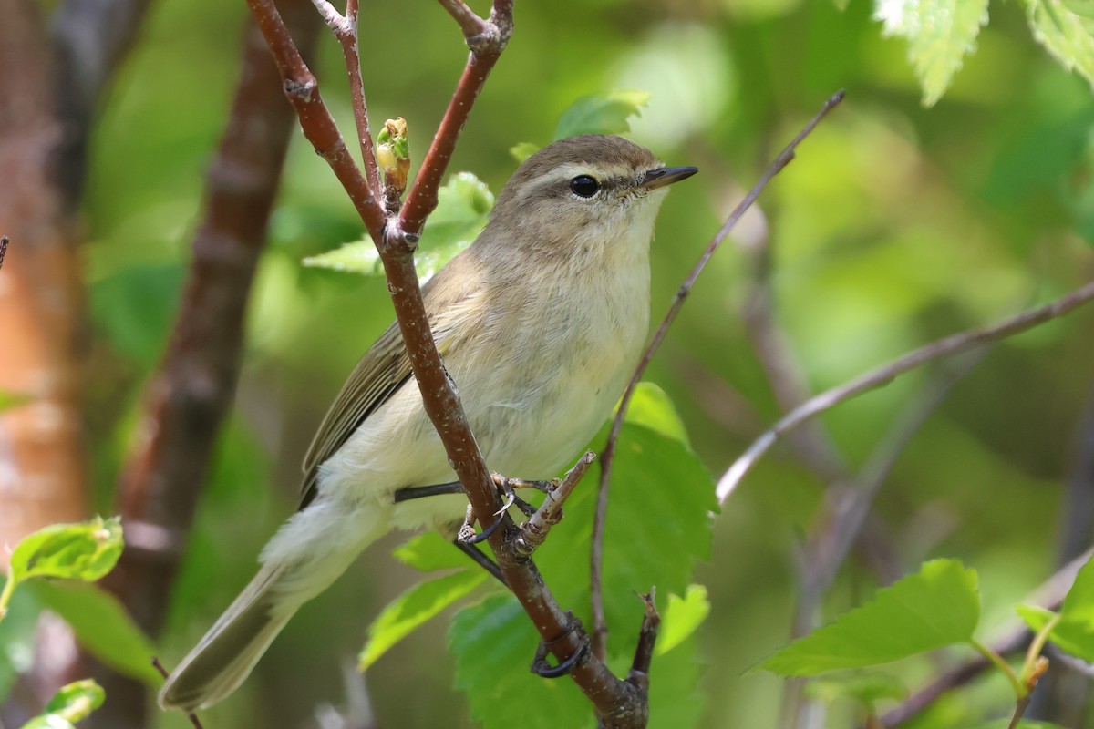 Mountain Chiffchaff - ML638097903
